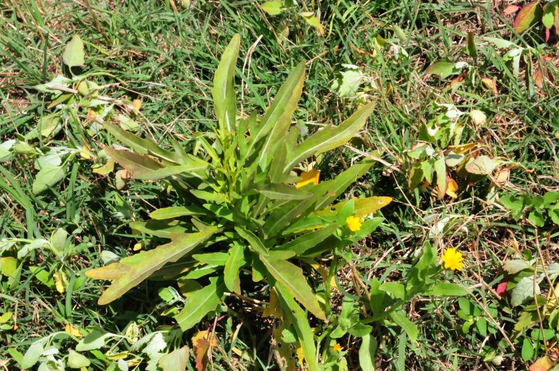 Diplotaxis tenuifolia ???